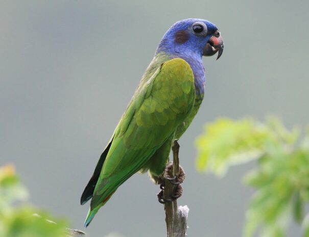 loro-cabeciazul.jpg-958x719